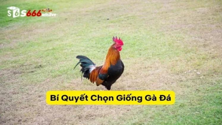 Nutrition and Training Tips for Fighting Roosters