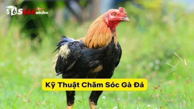 Nutrition and Training Tips for Fighting Roosters